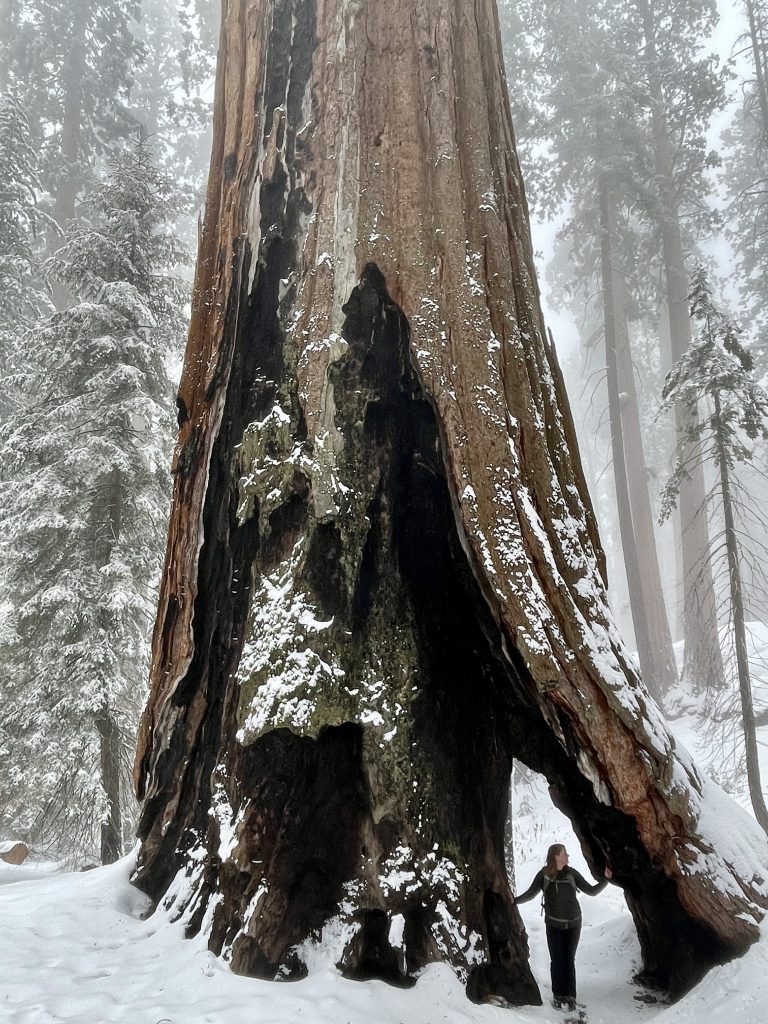 Sequoia National Park 